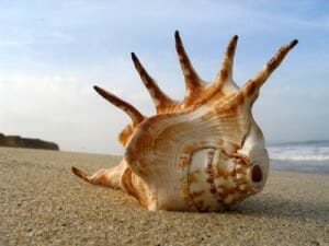 shell