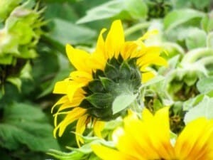 sunflower