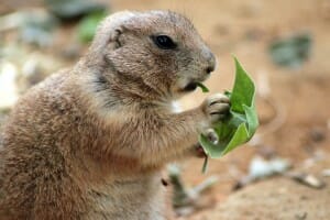 hamster